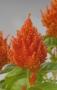 Seminte profesionale Celosia Plumosa - Creasta cocosului - imagine 48937